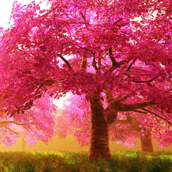 Cherry Vanille - Diffuser Fragrance