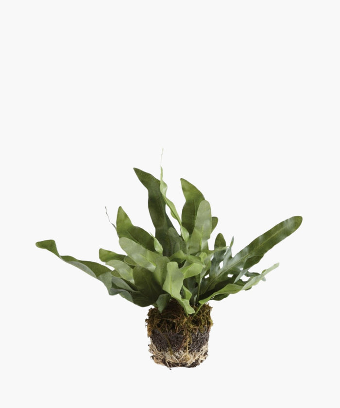 A green fern with long, wavy leaves emerges from a soil-covered root ball against a plain white background, conveying a fresh, natural feel. | SW Home