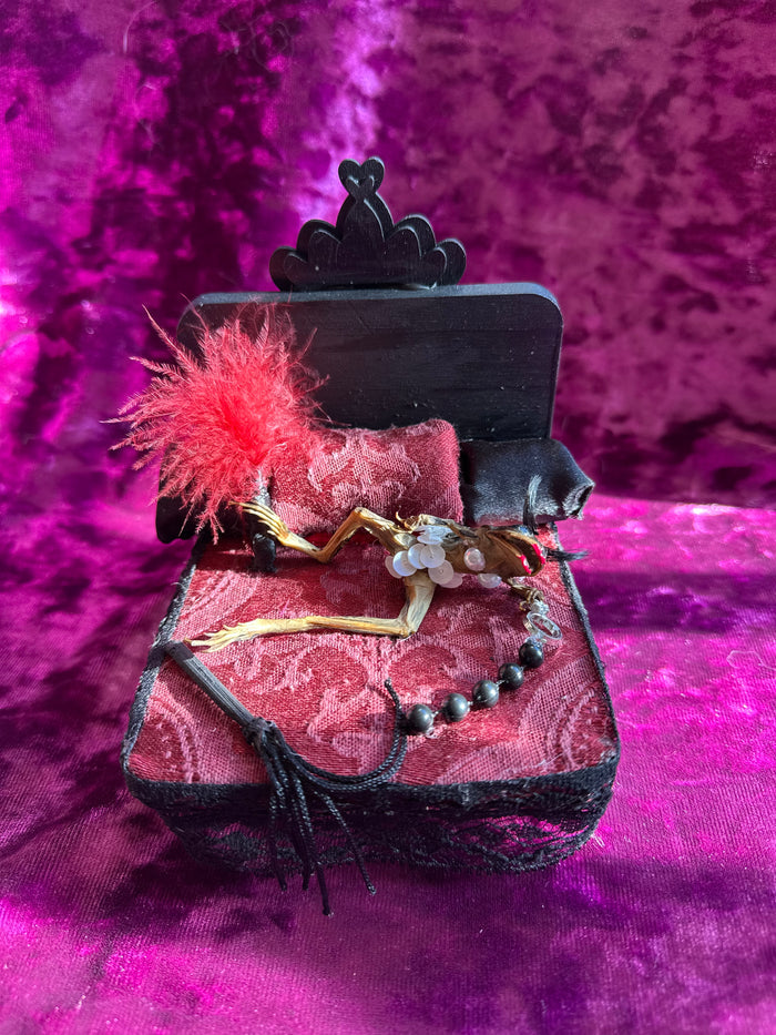 Horny frog taxidermy