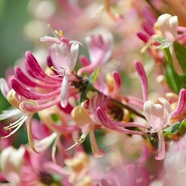 Japanese Honeysuckle - Fragrance Oil (Luxaroma)