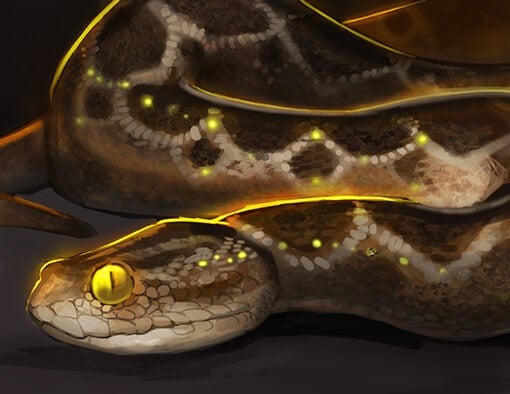 Saw-Scaled Viper Perfume Oil