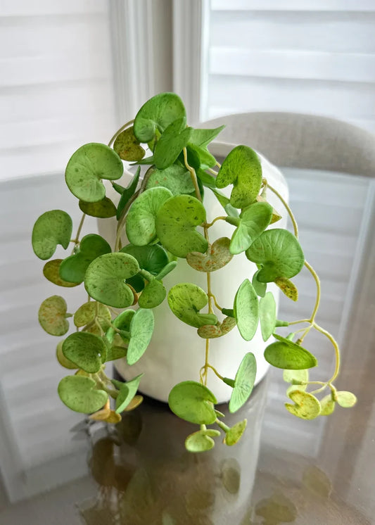 16" HANGING FRESH TOUCH PILEA BUSH - Magnolia Lane co. Home + Garden + Gift