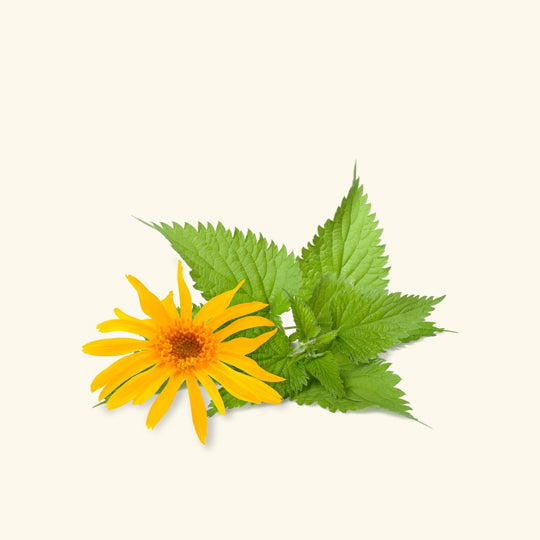 Arnica Liquid Extract