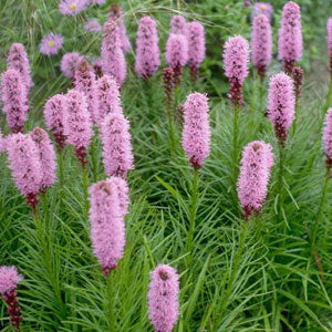 Blooming Hyacinth - Diffuser Fragrance