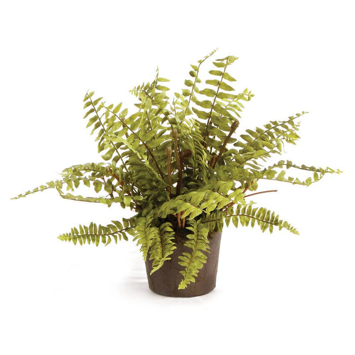 Boston Fern Drop-In 12" - Magnolia Lane co. Home + Garden + Gift