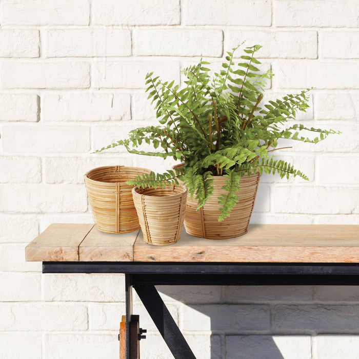 Boston Fern Drop-In 12" - Magnolia Lane co. Home + Garden + Gift