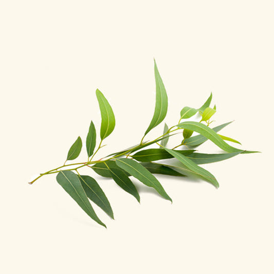 Eucalyptus Fragrance Oil