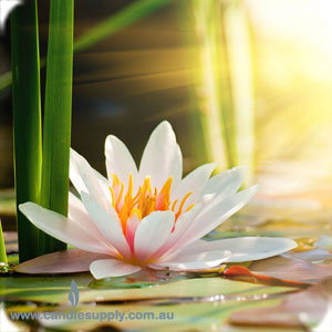 Ginger Lily - Diffuser Fragrance