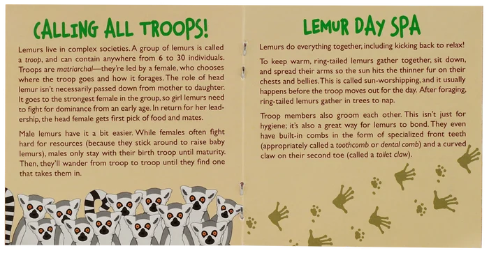 Hug A Lemur Kit
