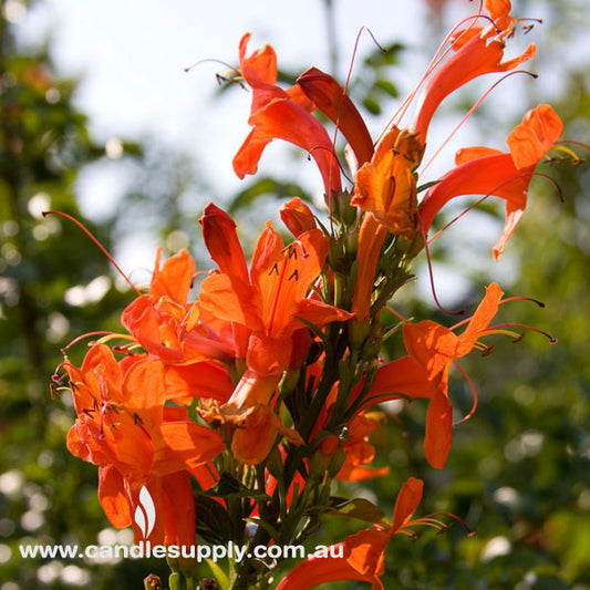 Japanese Honeysuckle - Diffuser Fragrance