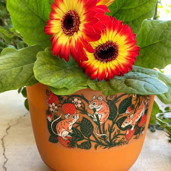 Orange planter with Kate O’Hara Mice And Strawberries sticker, holding plant with two red-yellow daisy-like flowers in bloom.
