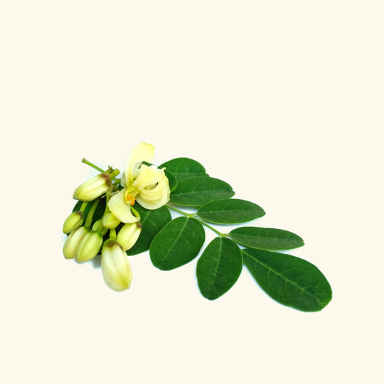 Moringa Leaf Liquid Extract
