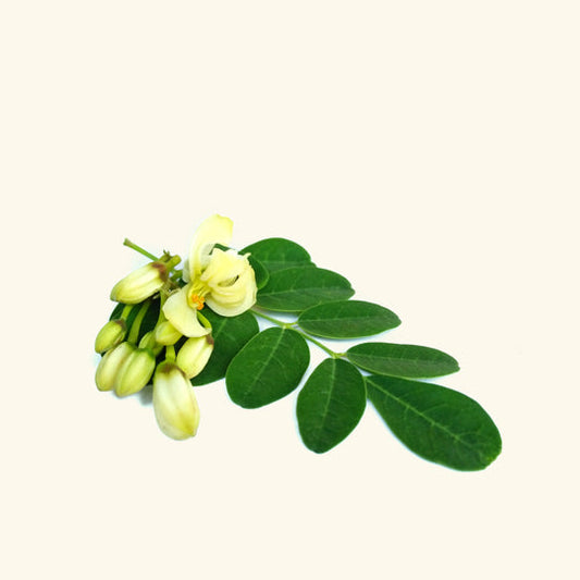 Moringa Leaf Liquid Extract