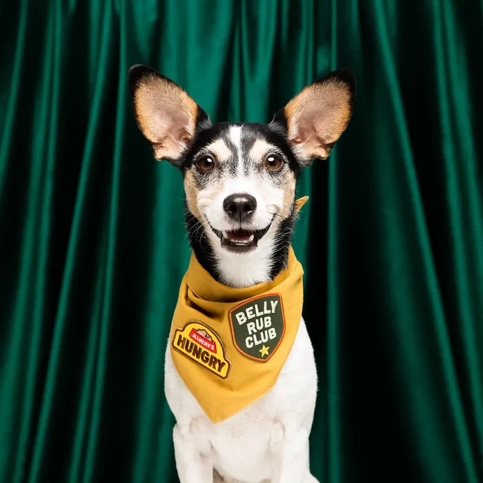 Small dog in yellow bandana, wearing Scout’s Honour Always Hungry Dog Patch, sits in front of green curtain indoors.