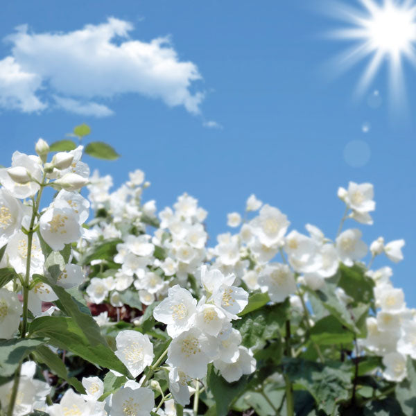 Wild Jasmine - Diffuser Fragrance