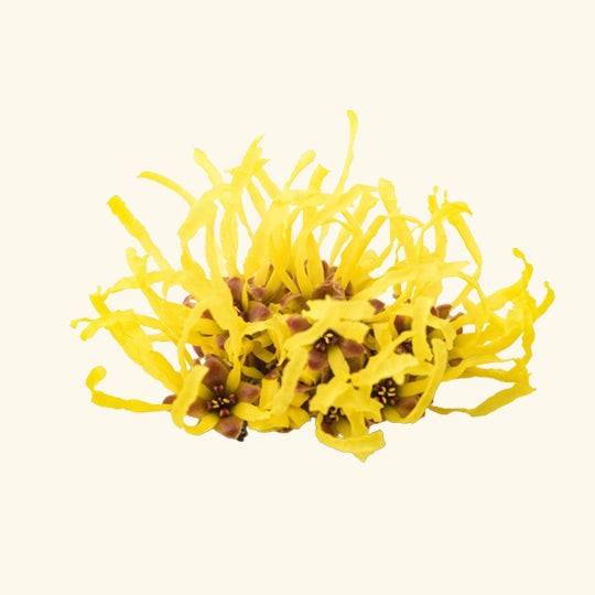 Witch Hazel Hydrosol Bulk Supplier