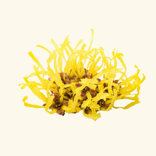 Witch Hazel Hydrosol Bulk Supplier